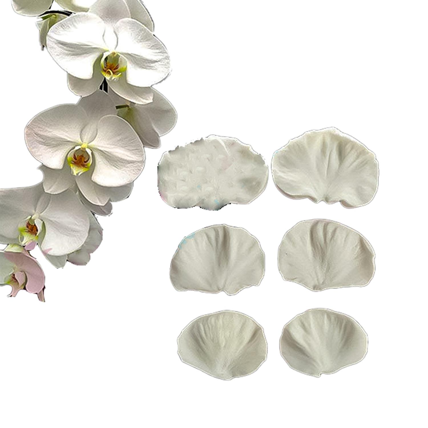 SVM0084 MOTH ORCHID VEINER LEAF MOLD